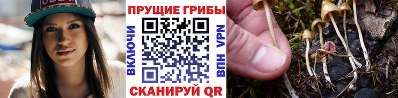 Галлюциногенные грибы мицелий Павловский Посад